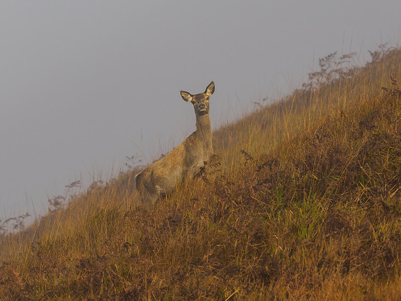 Hind Light