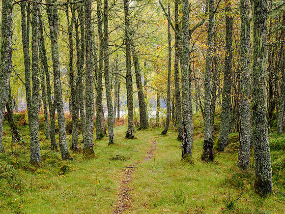 Affric Autumn