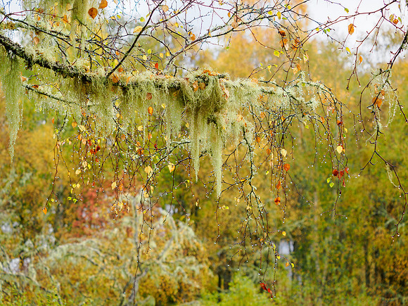Affric Autumn
