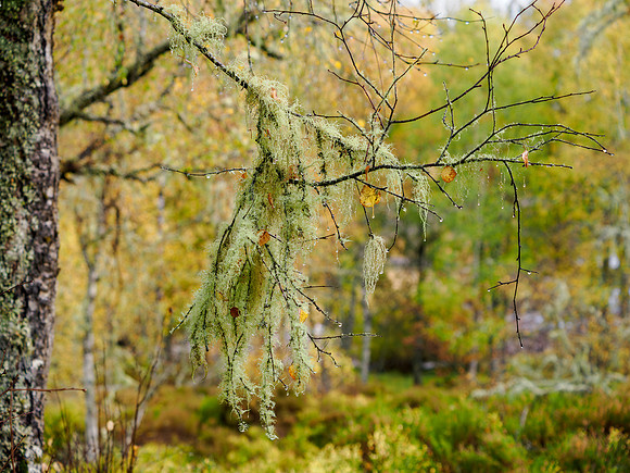 Affric Autumn