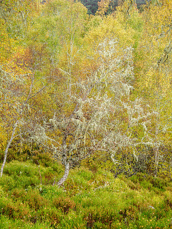 Affric Autumn