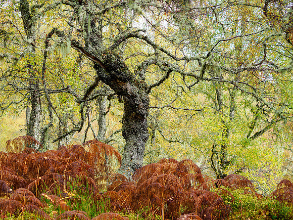 Affric Autumn