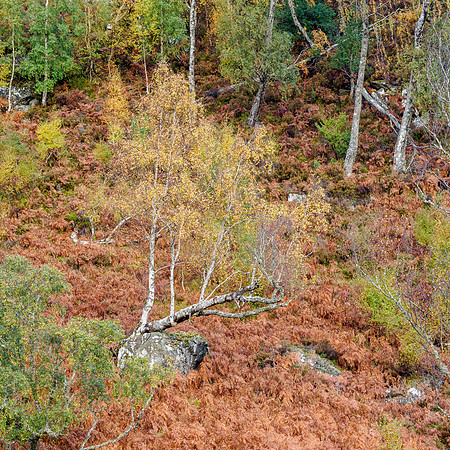 Strathfarrar Fall Colours