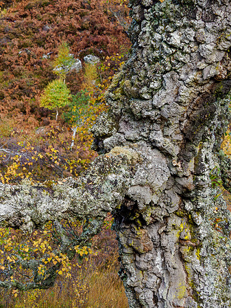 Strathfarrar Fall Colours