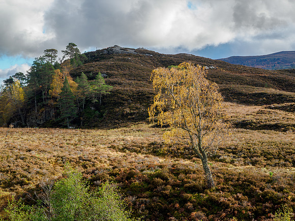 Strathfarrar Fall Colours