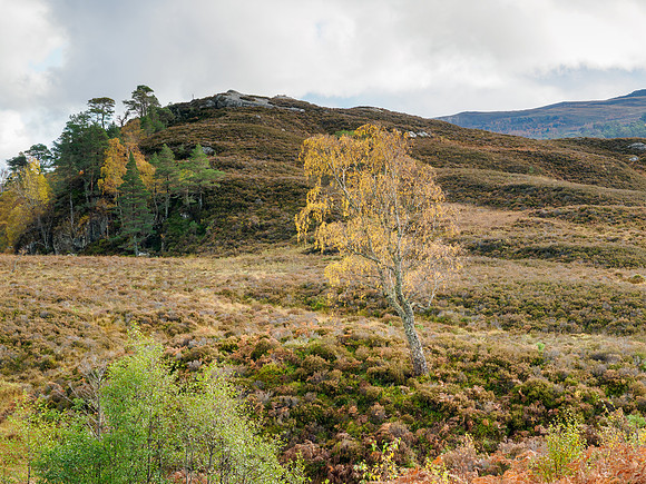 Strathfarrar Fall Colours