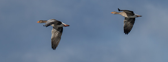 Greylag Geese Arriving
