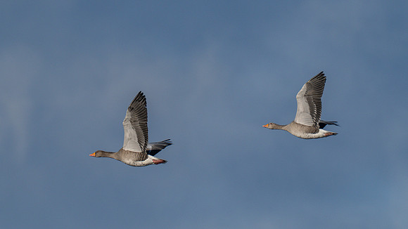 Loch Spynie