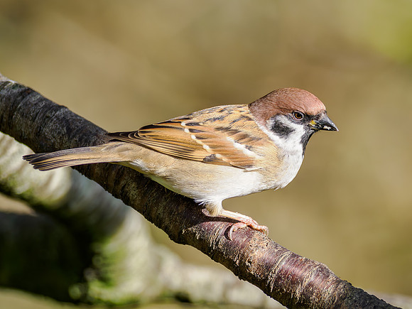 Tree Sparrow