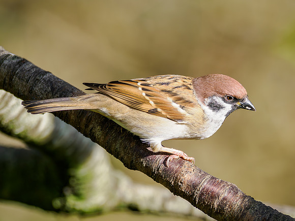 Tree Sparrow