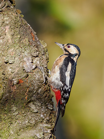 Great Spotted Woodpecker (1)