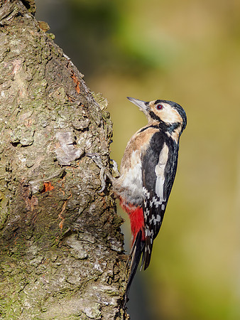 Great Spotted Woodpecker