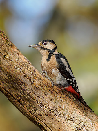 Great Spotted Woodpecker (1)