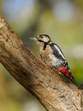 Great Spotted Woodpecker