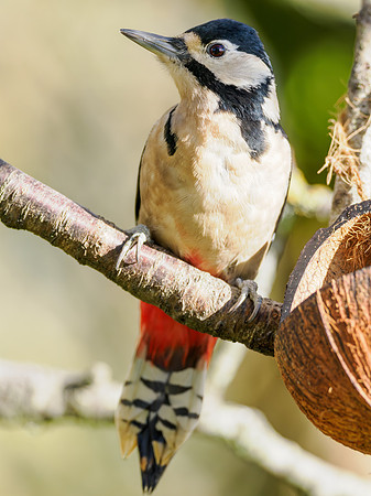 Great Spotted Woodpecker (2)