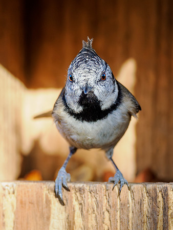 Crested Tit
