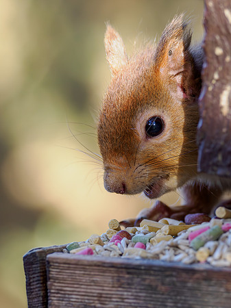 Red Squirrel
