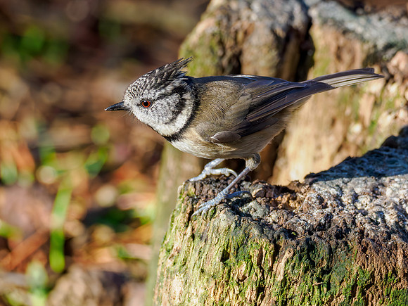 Crested Tit