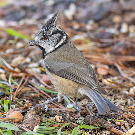 Crested Tit