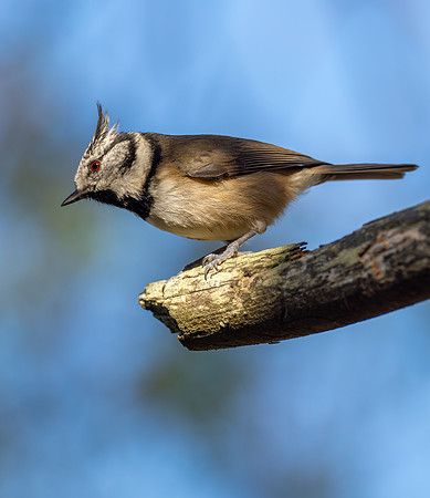 Crested Tit