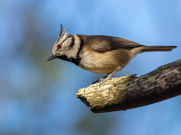 Crested Tit