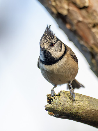 Crested Tit