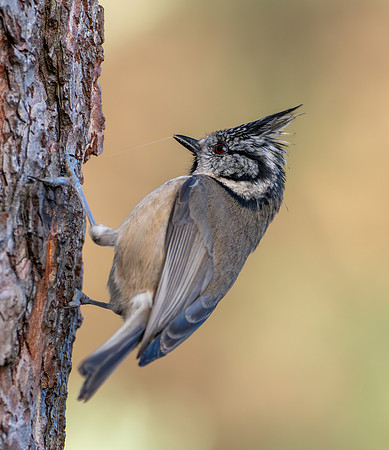 Crested Tit