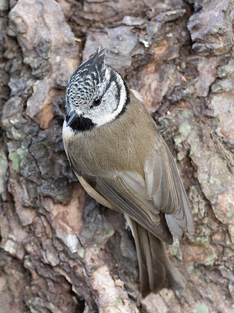 Crested Tit