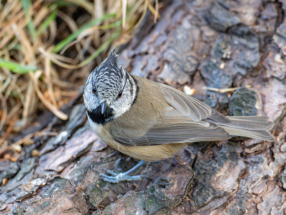 Crested Tit
