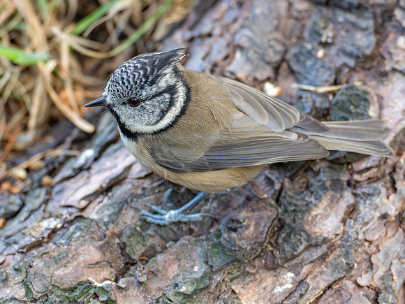 Crested Tit