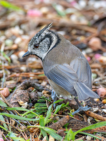 Crested Tit