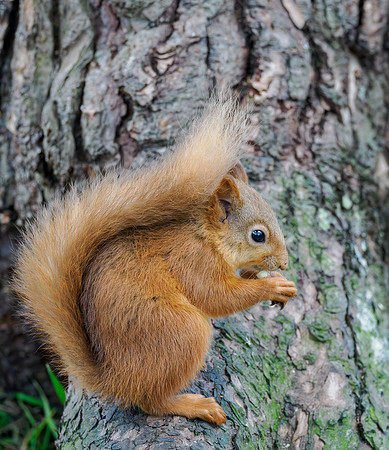 Red Squirrel