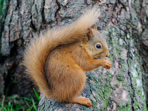 Red Squirrel