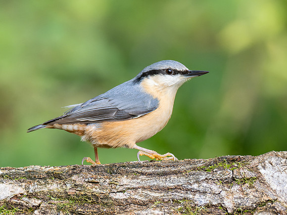 Nuthatch