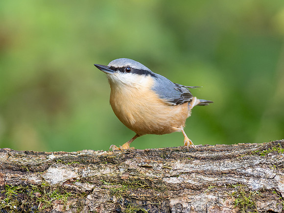 Nuthatch