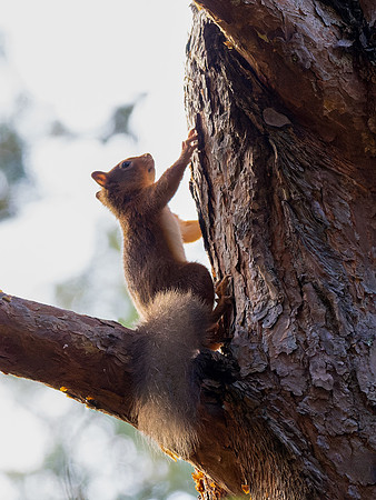 Red Squirrel