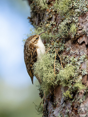 Treecreeper
