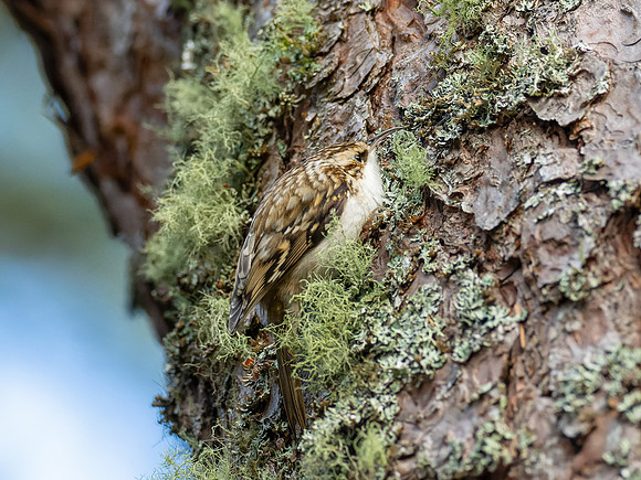 Treecreeper