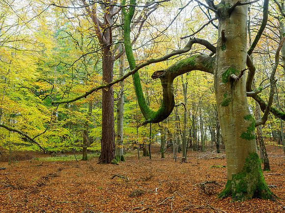 20251102-Woodland-T1000001
