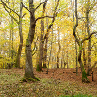 20251102-Woodland-T1000028