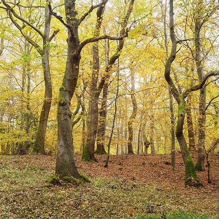 20251102-Woodland-T1000028