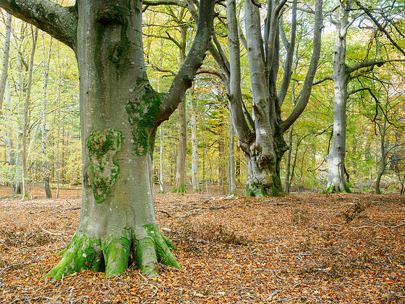 Three Trees
