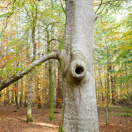 20251102-Woodland-T1000048