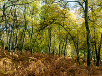 Autumn Woodland