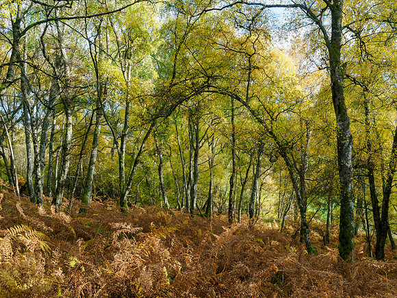 Autumn Woodland