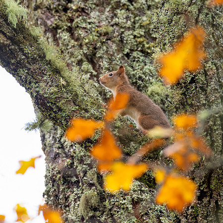 Square Squirrel