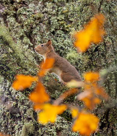 Red Squirrel