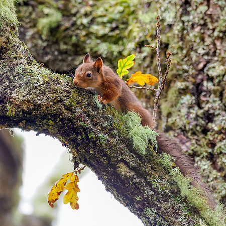 Square Squirrel 2