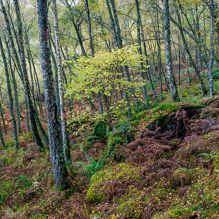 Craigmonie Wood