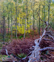 Craigmonie Wood